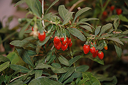 Big Lifeberry Goji Berry (Lycium barbarum 'SMNDBL') at A Very Successful Garden Center