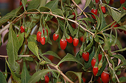 Sweet Lifeberry Goji Berry (Lycium barbarum 'SMNDSL') at A Very Successful Garden Center