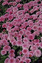 Symphony Pink Chrysanthemum (Chrysanthemum 'Empire Symphony') at A Very Successful Garden Center