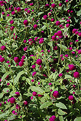 Woodcreek Purple Globe Amaranth (Gomphrena globosa 'Woodcreek Purple') at A Very Successful Garden Center