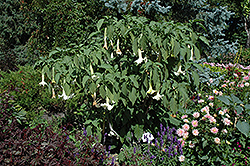 White Angel's Trumpet (Brugmansia candida) at A Very Successful Garden Center
