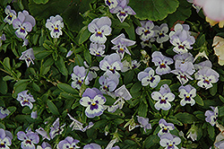 Shangri-La Marina Pansy (Viola cornuta 'Shangri-La Marina') at Stonegate Gardens