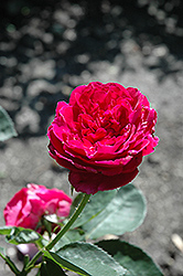 Falstaff Rose (Rosa 'Ausverse') at A Very Successful Garden Center