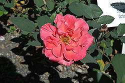 Honeysweet Rose (Rosa 'Honeysweet') at Stonegate Gardens