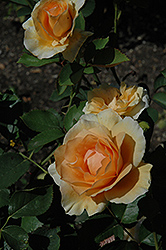 Winter Sunset Rose (Rosa 'Winter Sunset') at Lakeshore Garden Centres