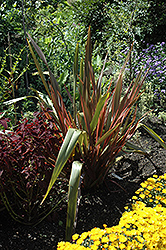 Sundowner New Zealand Flax (Phormium 'Sundowner') at A Very Successful Garden Center