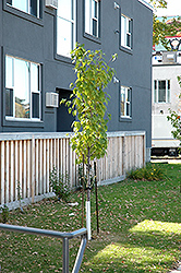 Boulevard Japanese Tree Lilac (Syringa reticulata 'Boulevard') at Stonegate Gardens