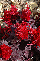Chinatown Red Plumed Celosia (Celosia plumosa 'Chinatown Red') at Lakeshore Garden Centres