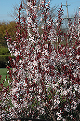 Big Cis Plum (Prunus x cistena 'Schmidtcis') at A Very Successful Garden Center