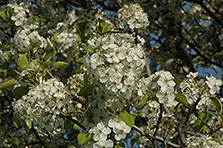 Cleveland Select Ornamental Pear (Pyrus calleryana 'Cleveland Select') at Stonegate Gardens