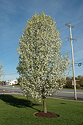 Cleveland Select Ornamental Pear (Pyrus calleryana 'Cleveland Select') at A Very Successful Garden Center