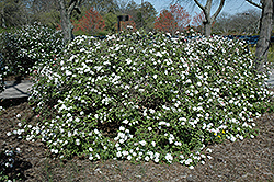 Compact Koreanspice Viburnum (Viburnum carlesii 'Compactum') at A Very Successful Garden Center