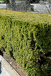 Vermeulen Yew (Taxus x media 'Vermeulen') at Lakeshore Garden Centres