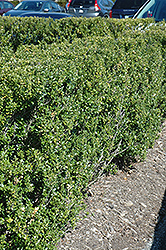 Steeds Japanese Holly (Ilex crenata 'Steeds') at A Very Successful Garden Center