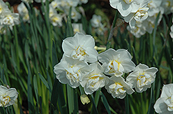 Cheerfulness Daffodil (Narcissus 'Cheerfulness') at A Very Successful Garden Center