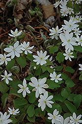 Rue Anemone (Thalictrum thalictroides) at A Very Successful Garden Center