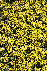 Canaries Wallflower (Erysimum 'Canaries') at A Very Successful Garden Center