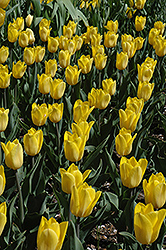 Strong Gold Tulip (Tulipa 'Strong Gold') at Stonegate Gardens