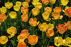Daydream Tulip (Tulipa 'Daydream') at Stonegate Gardens