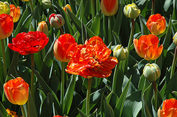 Orange Fantasy Tulip (Tulipa 'Orange Fantasy') at Stonegate Gardens