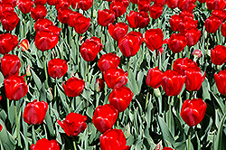 Parade Tulip (Tulipa 'Parade') at A Very Successful Garden Center