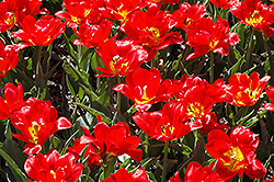 Abba Tulip (Tulipa 'Abba') at A Very Successful Garden Center