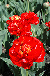 Miranda Tulip (Tulipa 'Miranda') at A Very Successful Garden Center