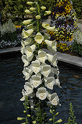 Camelot White Foxglove (Digitalis purpurea 'Camelot White') at A Very Successful Garden Center