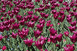 Purple Dream Tulip (Tulipa 'Purple Dream') at Lakeshore Garden Centres