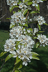 Common Pear (Pyrus communis) at Stonegate Gardens