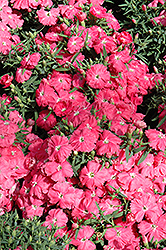 Diana Pink Dianthus (Dianthus chinensis 'Diana Pink') at A Very Successful Garden Center