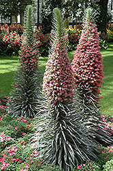 Tower of Jewels (Echium wildpretii) at A Very Successful Garden Center