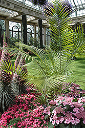 Majesty Palm (Ravenea rivularis) at Lakeshore Garden Centres