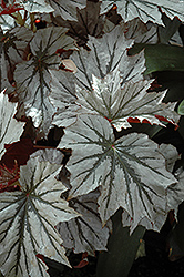 Looking Glass Begonia (Begonia 'Looking Glass') at A Very Successful Garden Center