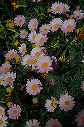 Molimba Pink Marguerite Daisy (Argyranthemum frutescens 'Argymip') at A Very Successful Garden Center