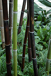 Makino Bamboo (Phyllostachys makinoi) at A Very Successful Garden Center