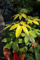 Amate Soleil Schefflera (Schefflera actinophylla 'Amate Soleil') at Stonegate Gardens