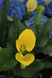 Gold Rush Calla Lily (Zantedeschia 'Gold Rush') at A Very Successful Garden Center