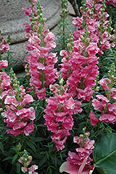 Liberty Classic Rose Pink Snapdragon (Antirrhinum majus 'Liberty Classic Rose Pink') at The Mustard Seed