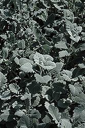 Cirrus Dusty Miller (Senecio cineraria 'Cirrus') at A Very Successful Garden Center