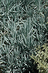 Blue Chalk Sticks (Senecio serpens) at Lakeshore Garden Centres