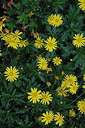 Sonnenschein African Bush Daisy (Euryops chrysanthemoides 'Sonnenschein') at Stonegate Gardens