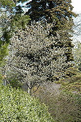Allegheny Serviceberry (Amelanchier laevis) at A Very Successful Garden Center