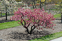 Garden Sun Peach (Prunus persica 'Garden Sun') at A Very Successful Garden Center