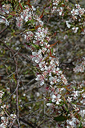 Joy Bush Cherry (Prunus 'Joy') at Stonegate Gardens