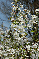 Carmine Jewel Cherry (tree form) (Prunus 'Carmine Jewel (tree form)') at Stonegate Gardens