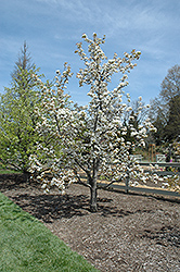 Chojuro Asian Pear (Pyrus pyrifolia 'Chojuro') at A Very Successful Garden Center