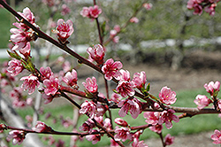 Reliance Peach (Prunus persica 'Reliance') at A Very Successful Garden Center