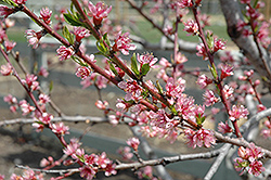 Redhaven Peach (Prunus persica 'Redhaven') at Stonegate Gardens