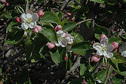 Monark Apple (Malus 'Monark') at Stonegate Gardens